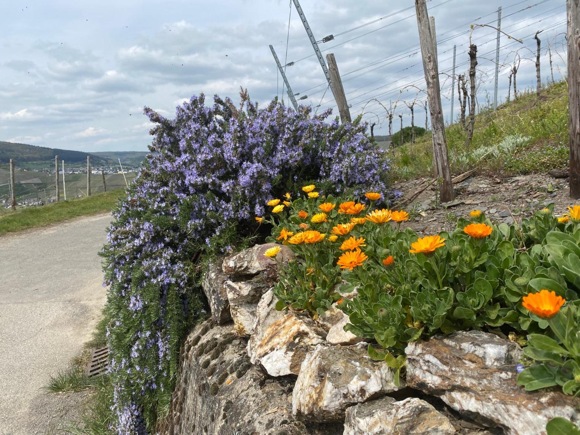 Fewo Sonnenlay - Apartments An Der Mosel เบราเนอแบร์ก ภายนอก รูปภาพ